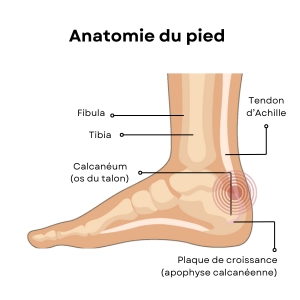 maladie de sever - Anatomie du pied